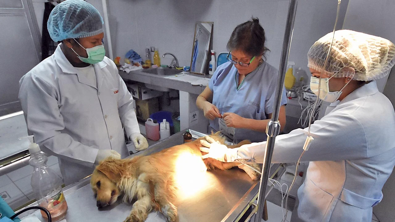 ¡Atención! Este viernes se entregan turnos para castraciones