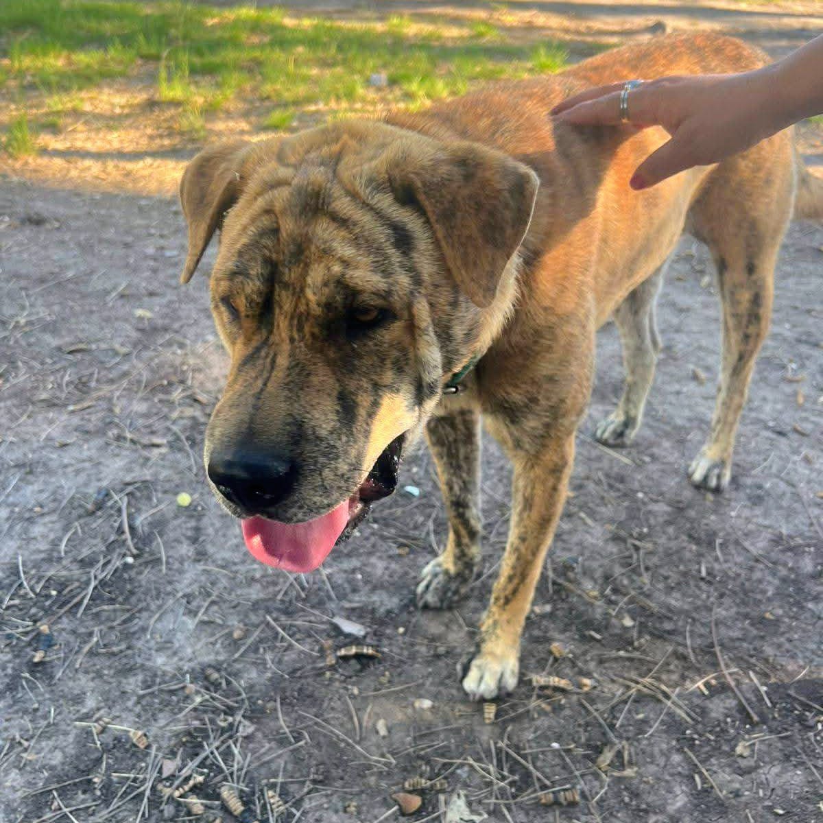 Aclaran la situación de “Cira”, la perrita que generó conmoción en La Paz