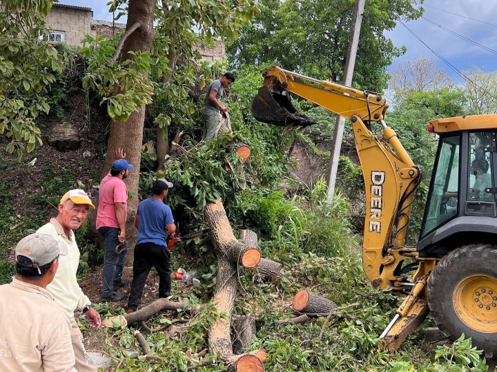 Personal municipal retiró árboles caídos tras los fuertes vientos