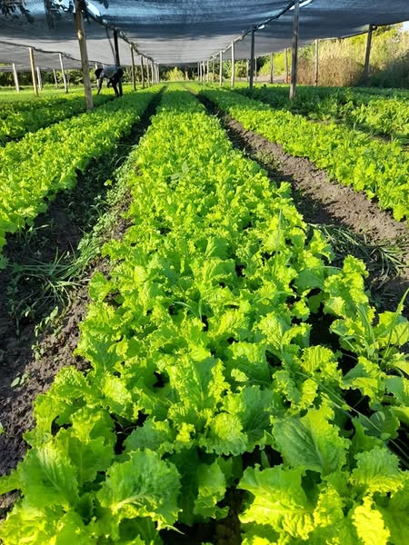 Impulsan la producción local: Huertas Agroecológicas en crecimiento