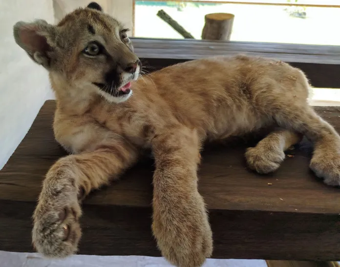 Rescatan una cachorra de puma en La Paz