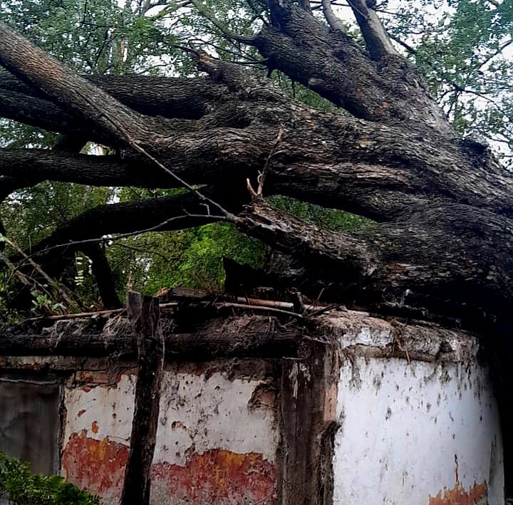 Un árbol cayó sobre una vivienda y causó importantes daños