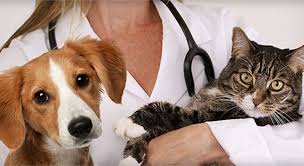 Realizarán una jornada de vacunación y desparasitación para perros y gatos