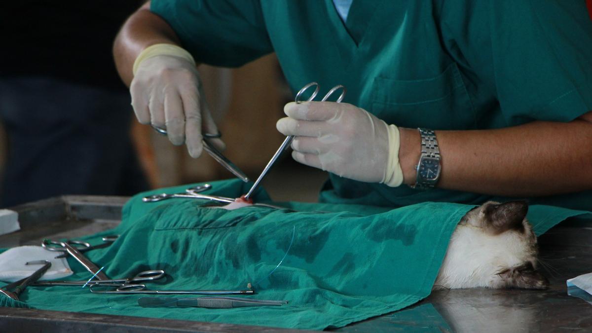 Atención: Última jornada de castración gratuita del año en La Paz