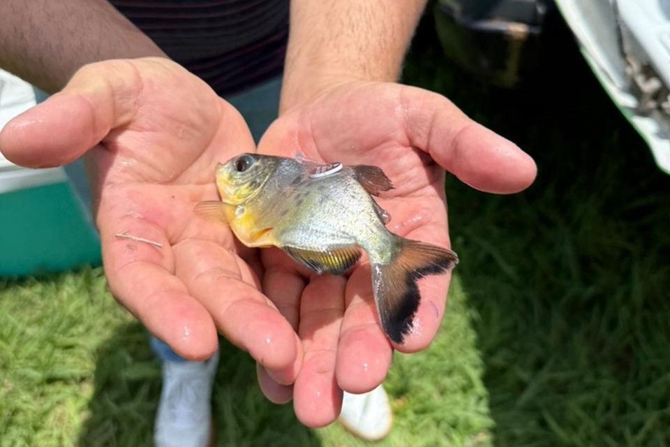 Realizaron la primera liberación de pacú para el refuerzo de especies nativas en el Paraná Medio