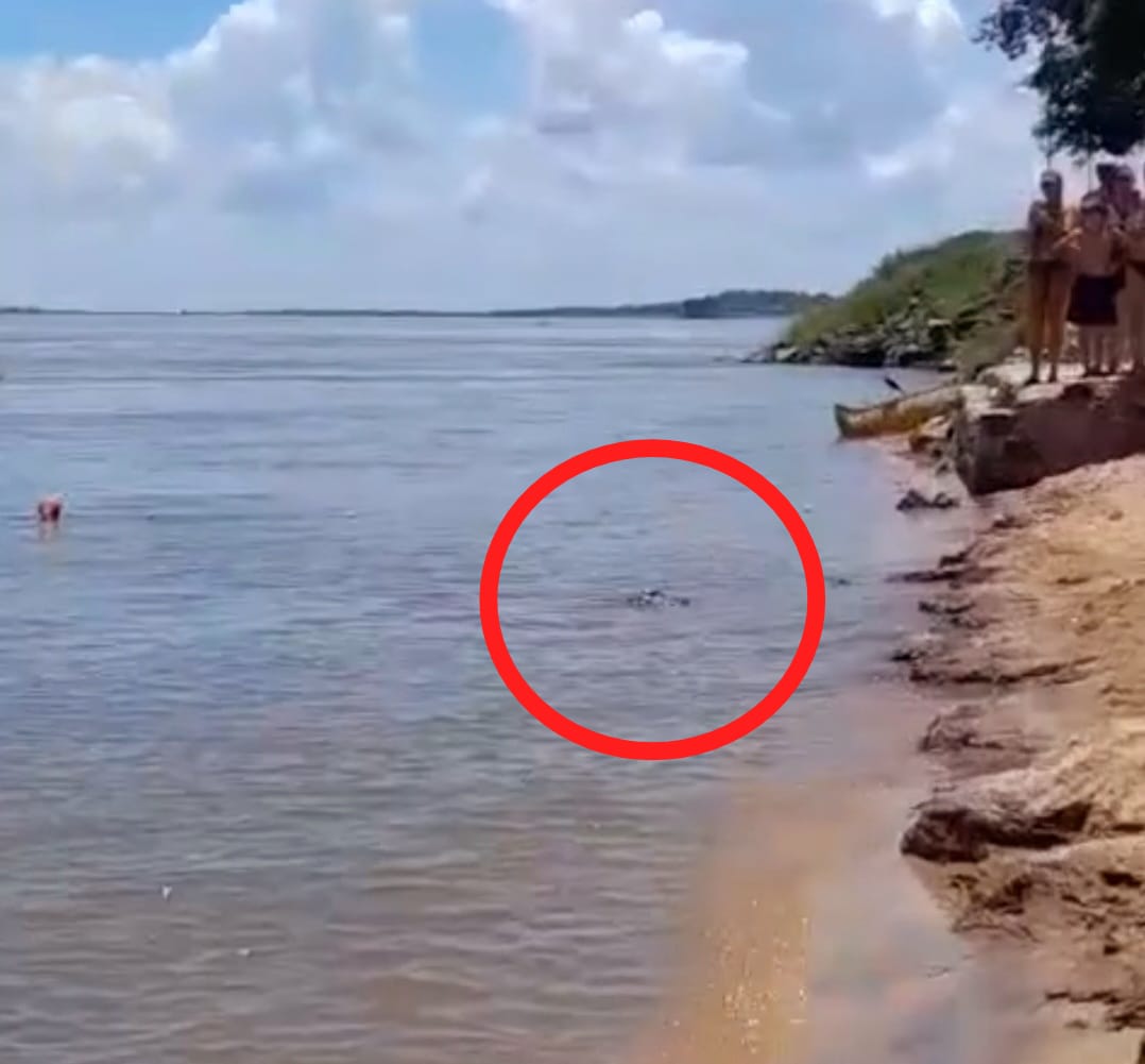 Un yacaré apareció en la playa El Faro y generó sorpresa entre los bañistas