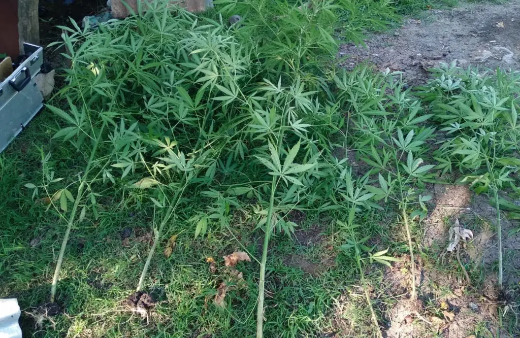 Hallaron ocho plantas de marihuana durante un allanamiento en Santa Elena