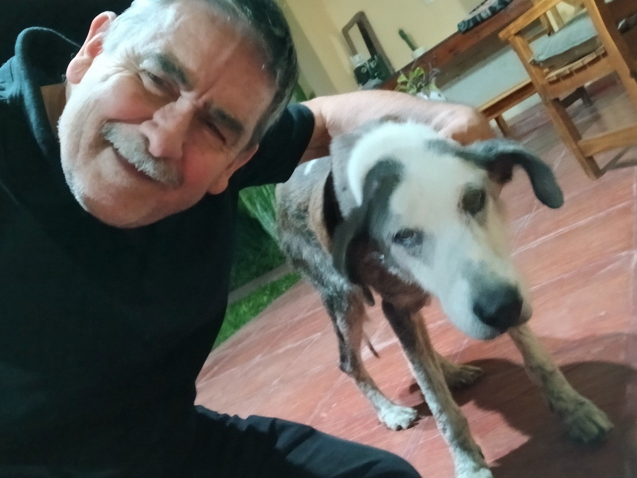 Después del Día del Animal, una historia con final feliz en La Paz