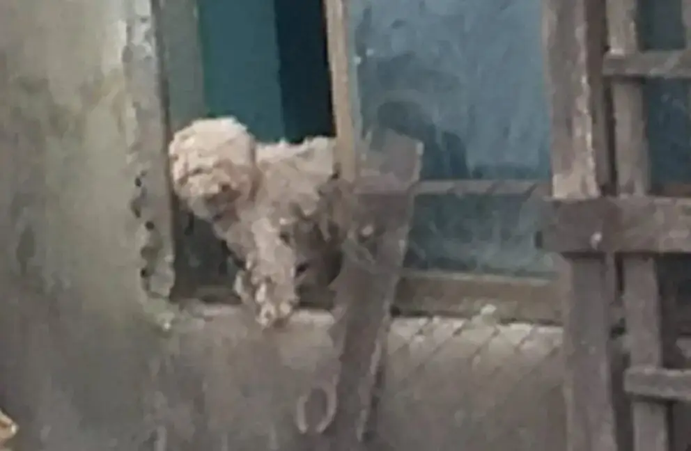 Un caso que puede marcar precedente: juicio por maltrato animal en Entre Ríos