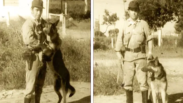 Día Nacional del Perro: la historia de Chonino, el héroe de cuatro patas que dio su vida para cumplir su misión