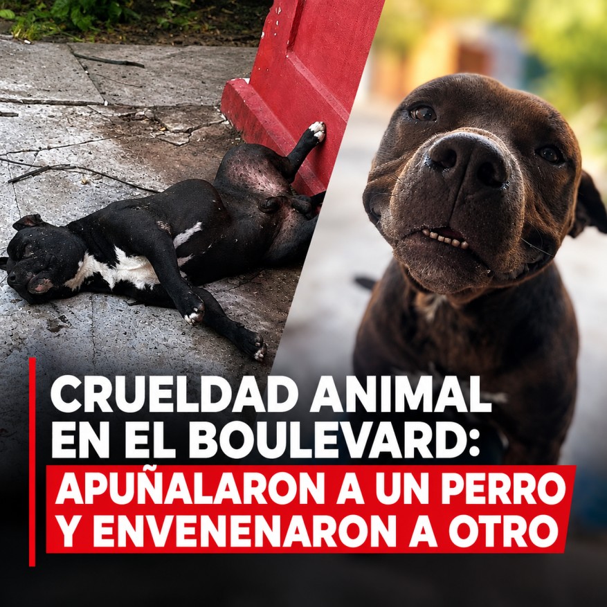 Crueldad contra dos perros en el boulevard: uno fue apuñalado y otro envenenado