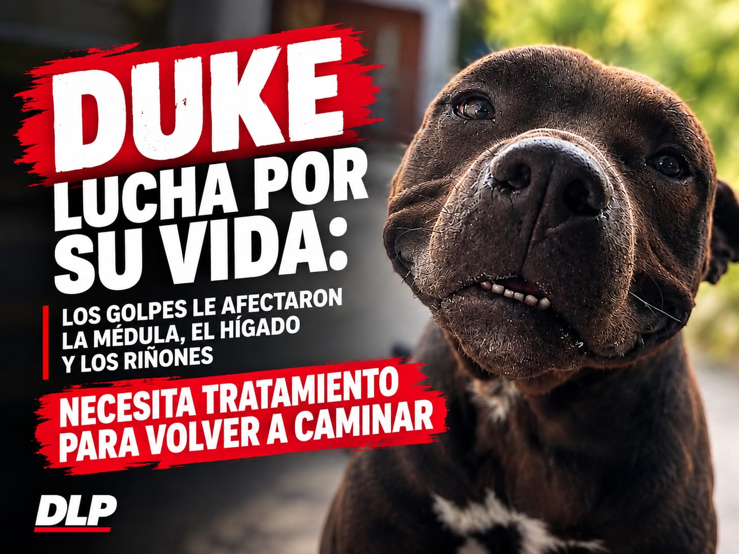 La lucha de Duke después del brutal ataque: buscan ayuda para que pueda volver a caminar