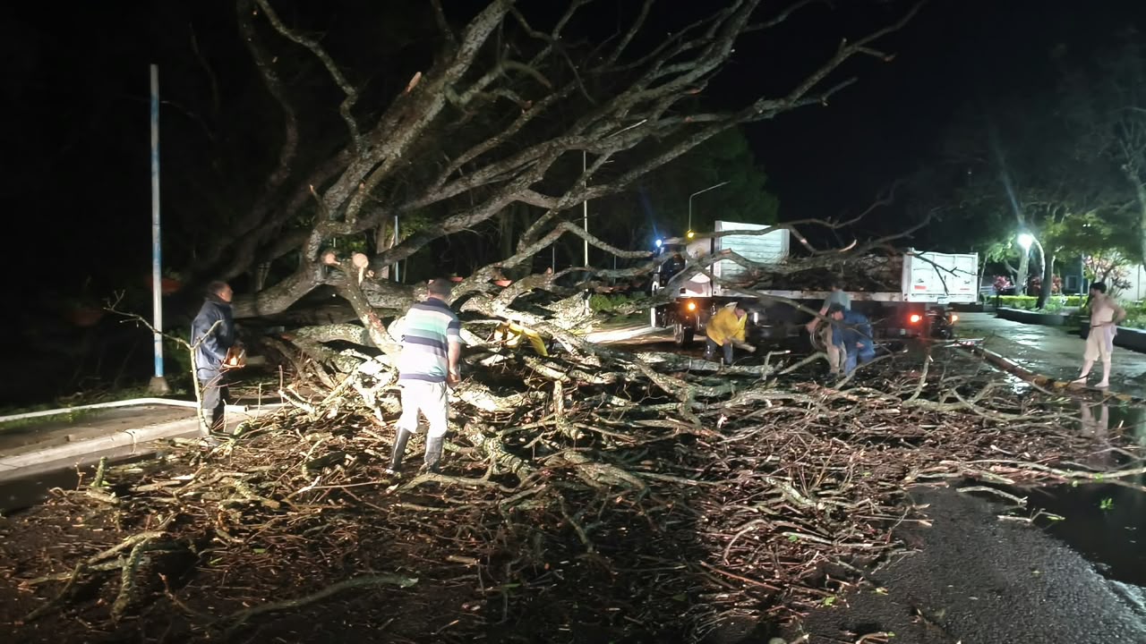 Noche de tormenta en Santa Elena: árboles caídos y un intenso operativo municipal