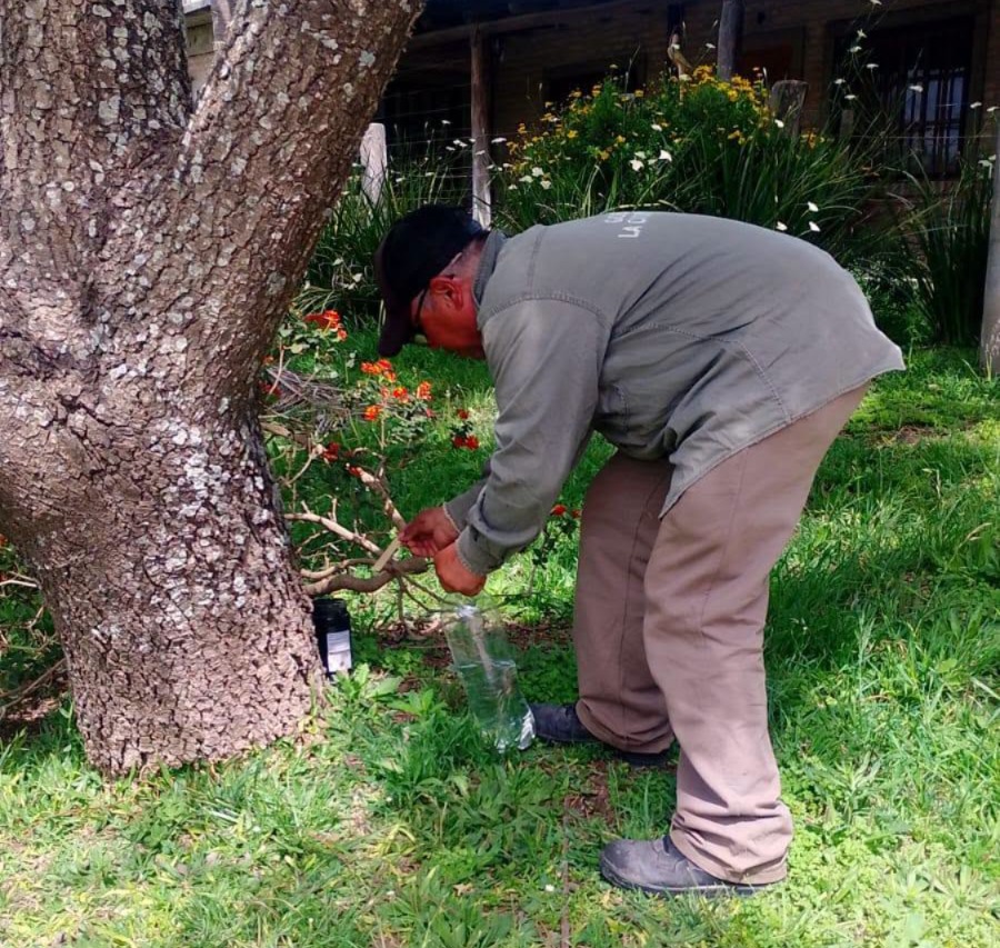 Comenzó el monitoreo del mosquito Aedes aegypti en La Paz