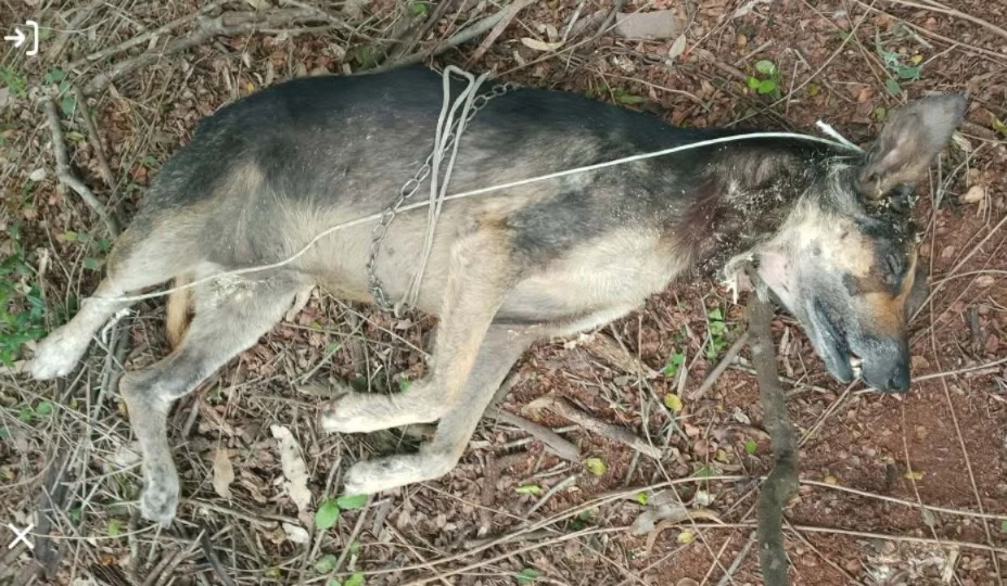 Conmoción en La Paz: encontraron un perro ahorcado en un descampado del barrio Feria